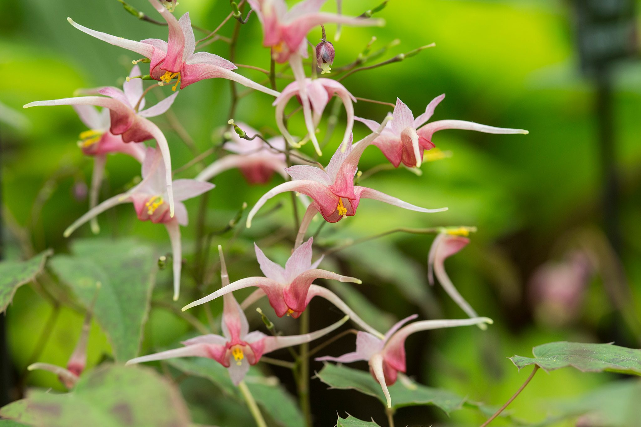 Epimedium - Male Performance Herb - Max Vitalize Natural Formula