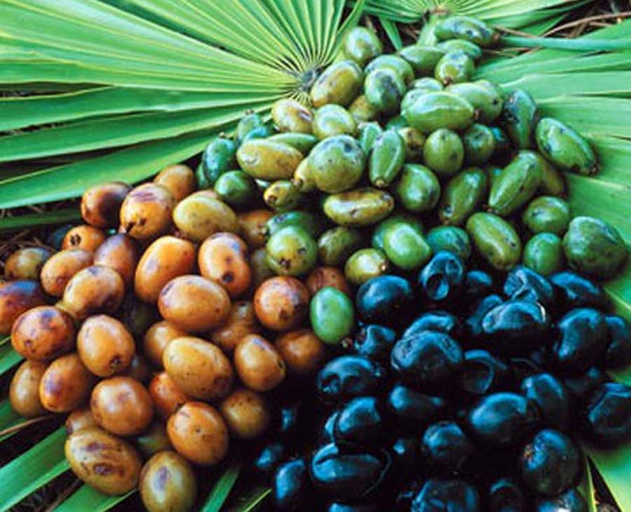 Saw Palmetto - Prostate & Wellness Support - Max Vitalize Formula